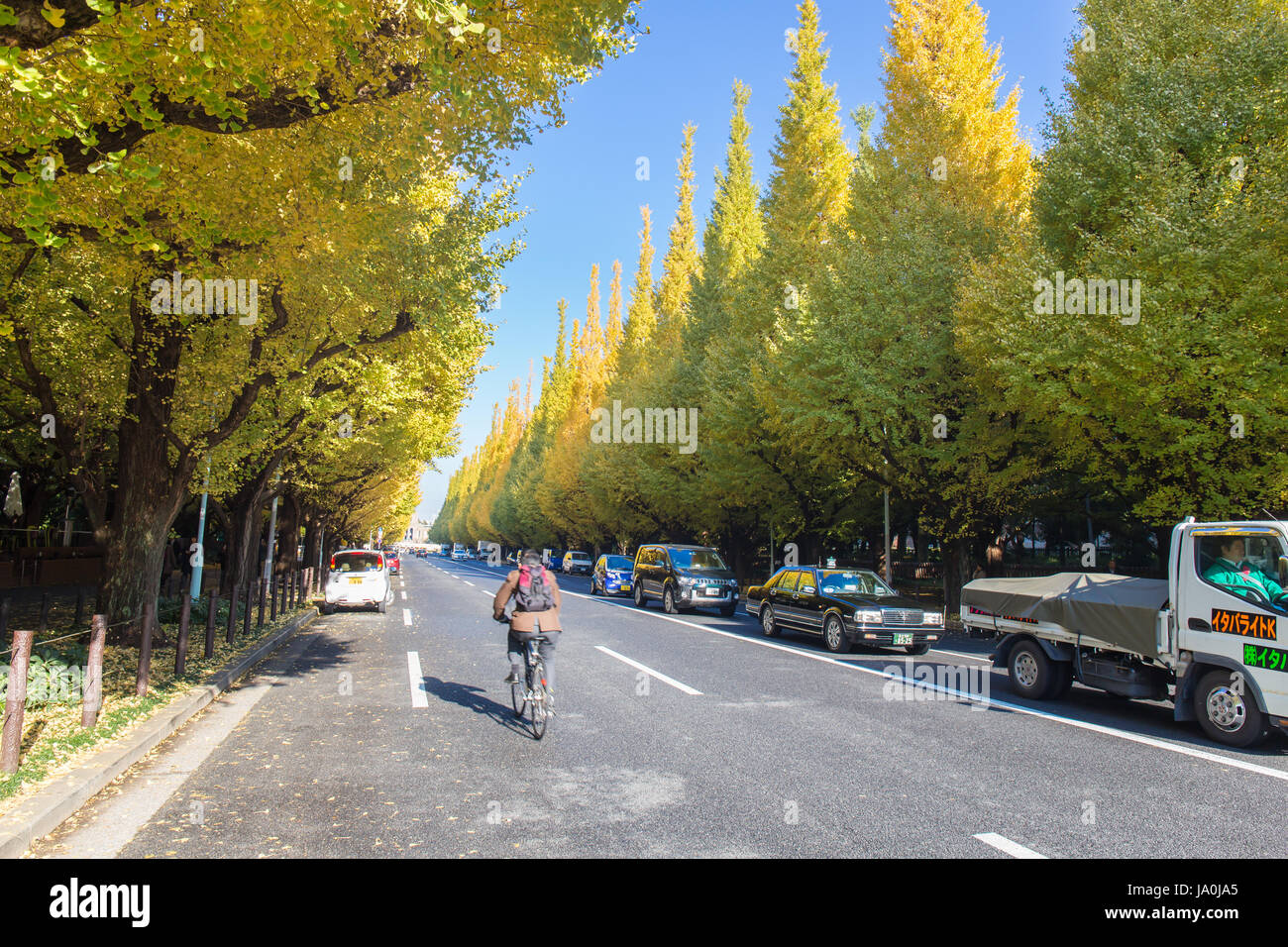 TOKYO, JAPON - 21 novembre, 2014 rue Namiki Icho à Tokyo, la rue Meiji Jingu Gaien voisine qui a de beaux Ginkgo le long de la rue Banque D'Images