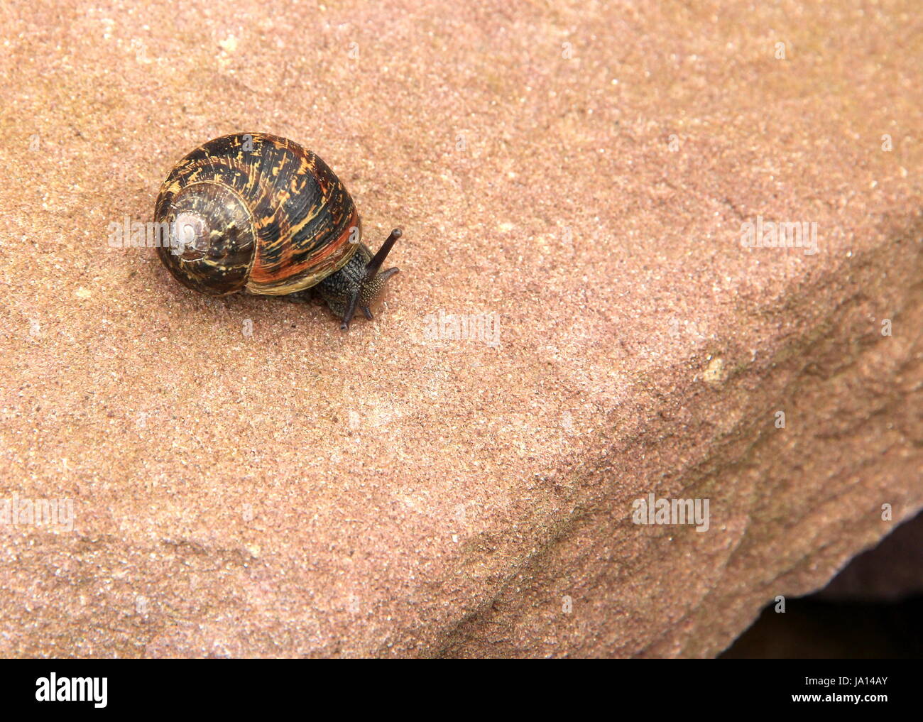 Drop, grès, escargot, coquille d'escargot, terminus, abîme, vers le bas, le démontage, Banque D'Images