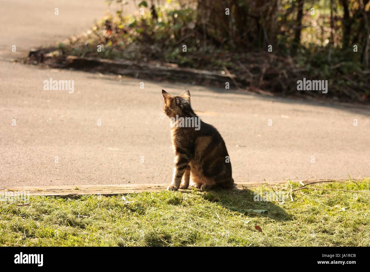 Isolé vue arrière d'un chat tigré au soleil en extérieur jette une ombre tout en restant assis sur le sol Banque D'Images