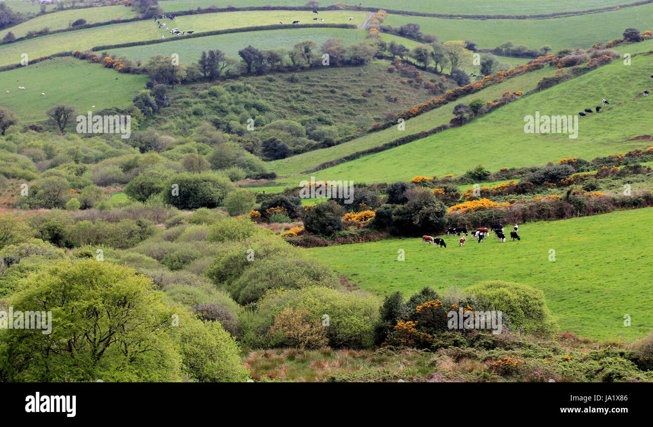 Green, vache, l'Irlande, l'élevage, meadow, saule, santé, relaxation, Hill, Banque D'Images