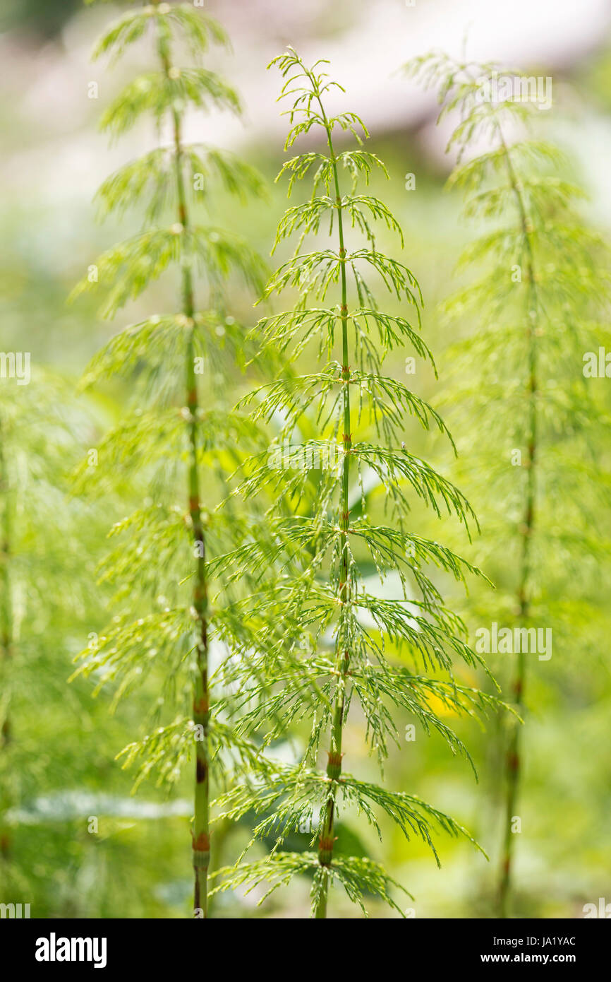 Vert, forêt, plant, close-up, macro, macro, admission vue en gros, vert, Banque D'Images