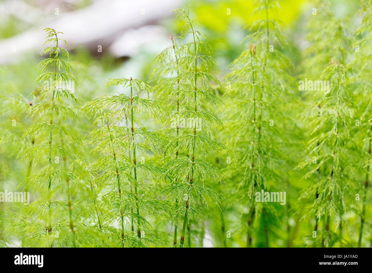 Vert, forêt, plant, close-up, macro, macro, admission vue en gros, vert, Banque D'Images