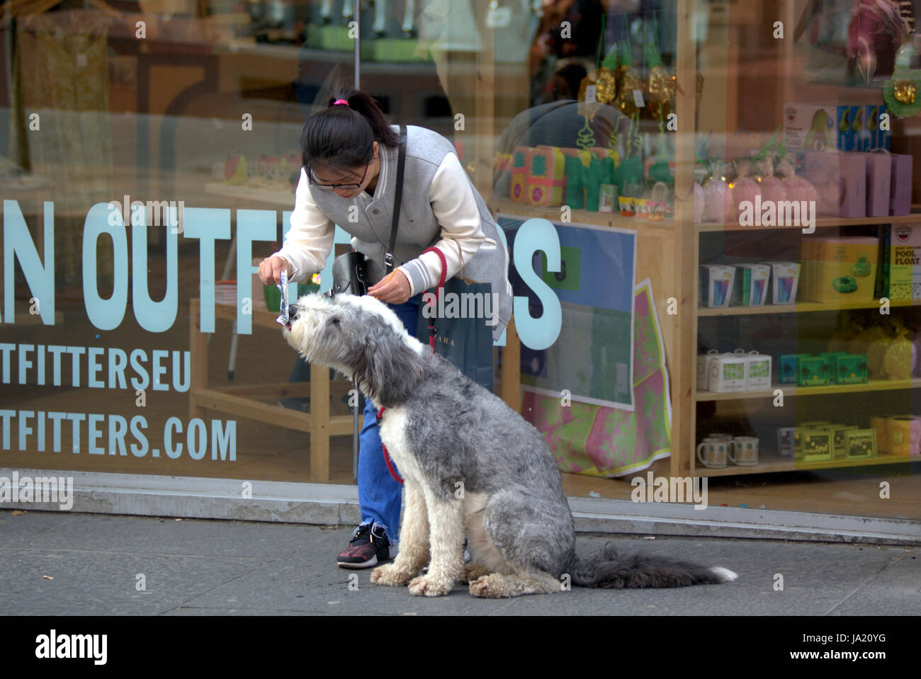 Japanese girl feeding her English sheepdog à partir d'une poche sur la rue Banque D'Images