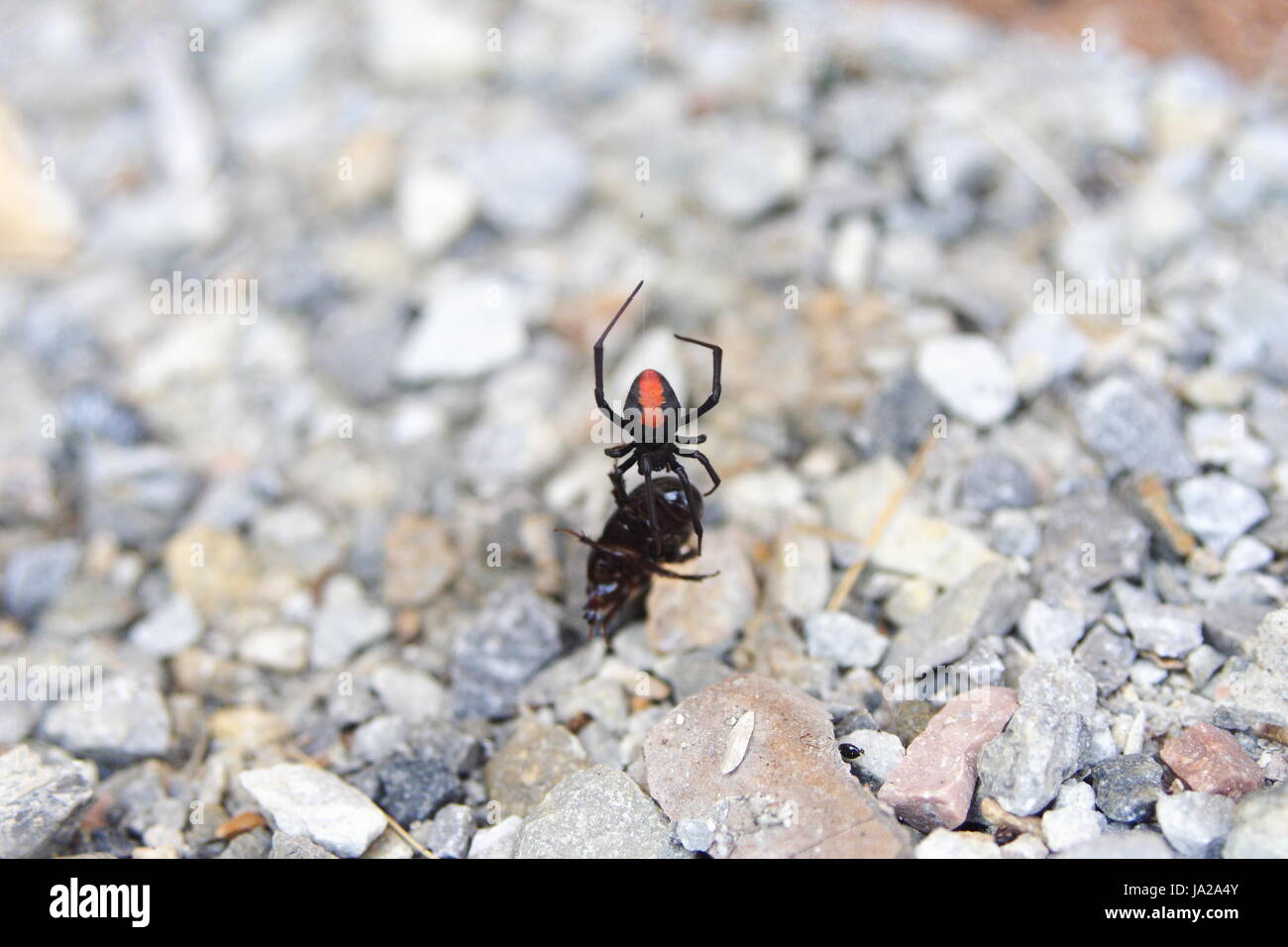 Une araignée de rétroaction femelle, (Latrodectus hasseltii), capture la proie dans son Web. Banque D'Images