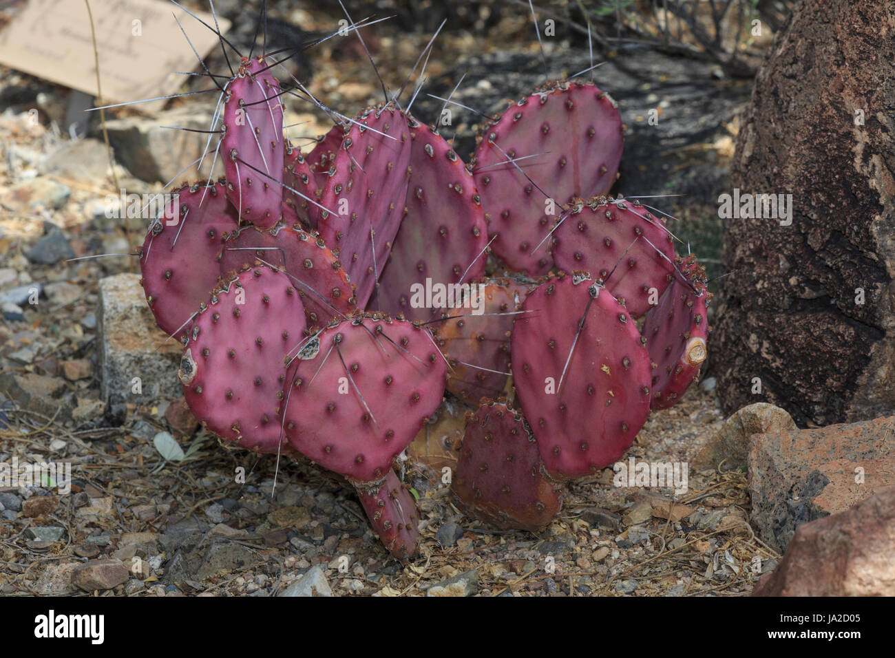 Purple cactus (Opuntia microdasys) Banque D'Images