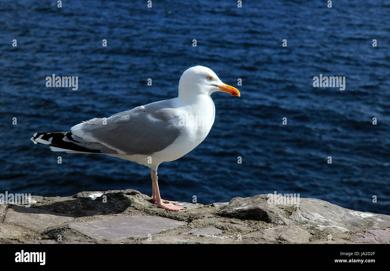 Mur, océan atlantique, sel, eau de mer, l'océan, l'eau, vue, vue, Outlook, Banque D'Images