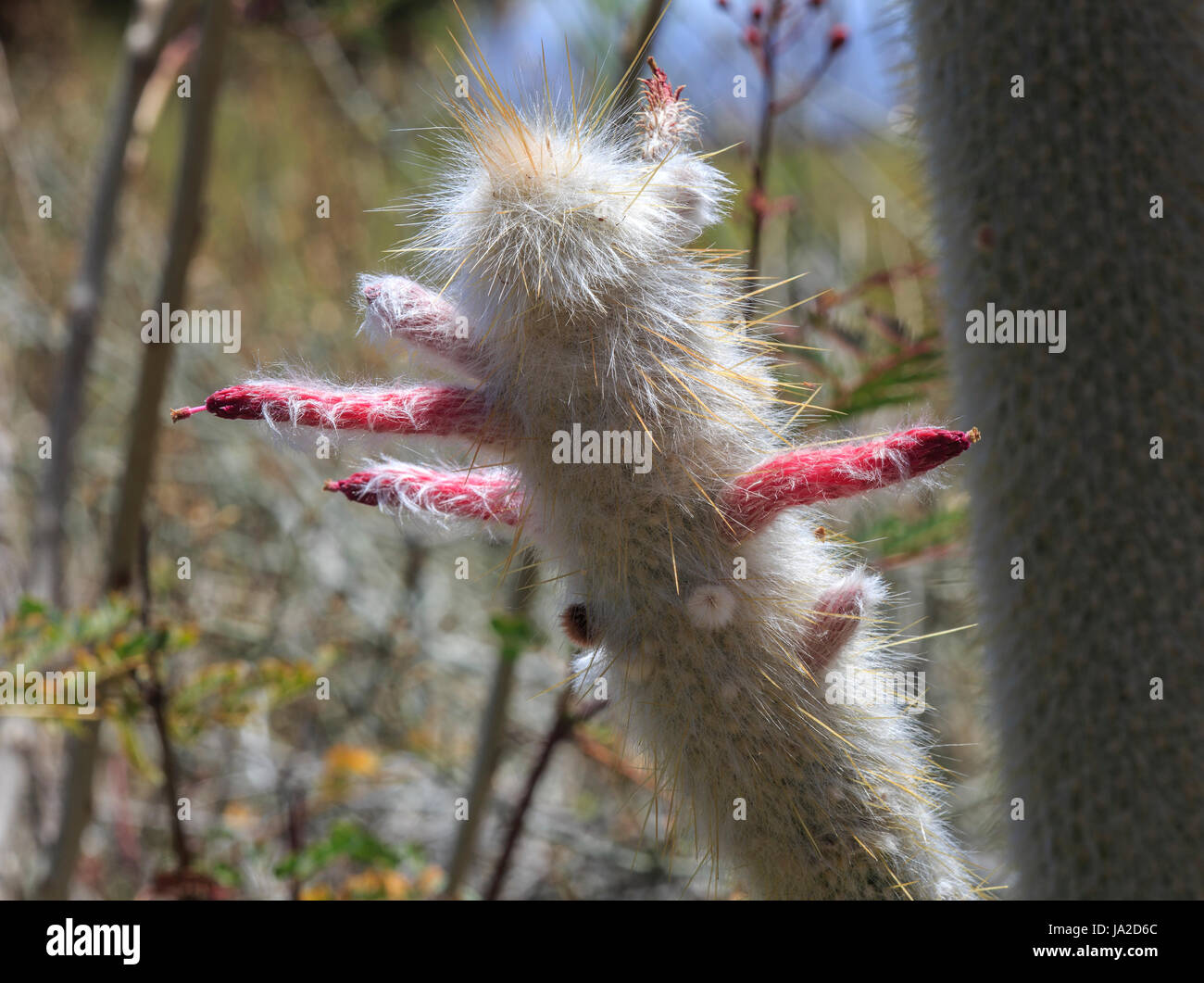 Flamme d'argent (Cleistocactus strausii cactus) avec de vieilles fleurs Banque D'Images