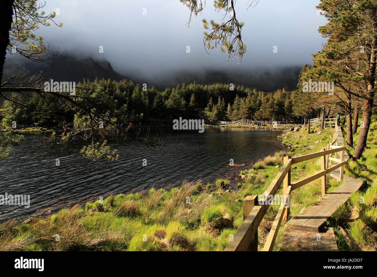 Park, l'angle, le poisson, l'Irlande, réserve naturelle, forêt, météo, relaxation, Banque D'Images