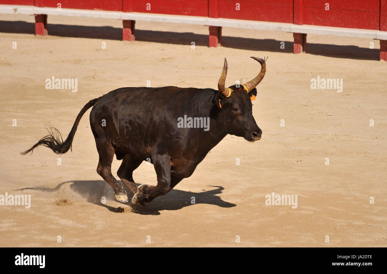Bull, noir, de teint basané, jetblack, noir profond, corrida, sport, sports, exécuter, Banque D'Images