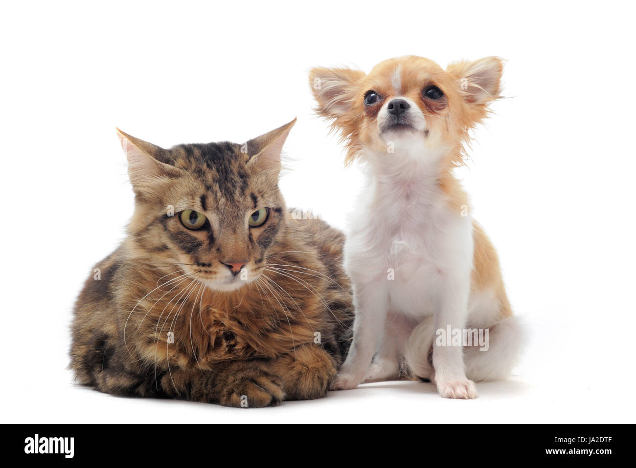 Amitié, animal de compagnie, chien, chat, chaton bébé, norvégien, pussycat, chat, chat domestique, Banque D'Images