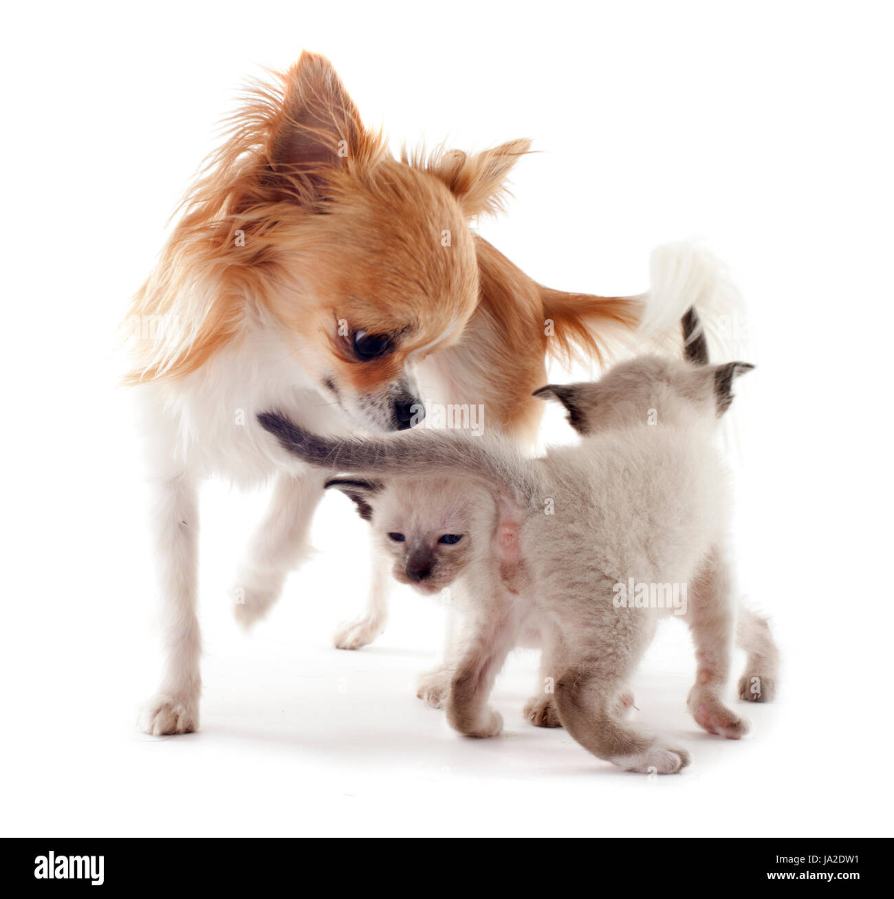 Amitié, bébé chien, chat, chaton, pussycat, chat, chat domestique, amis, Banque D'Images