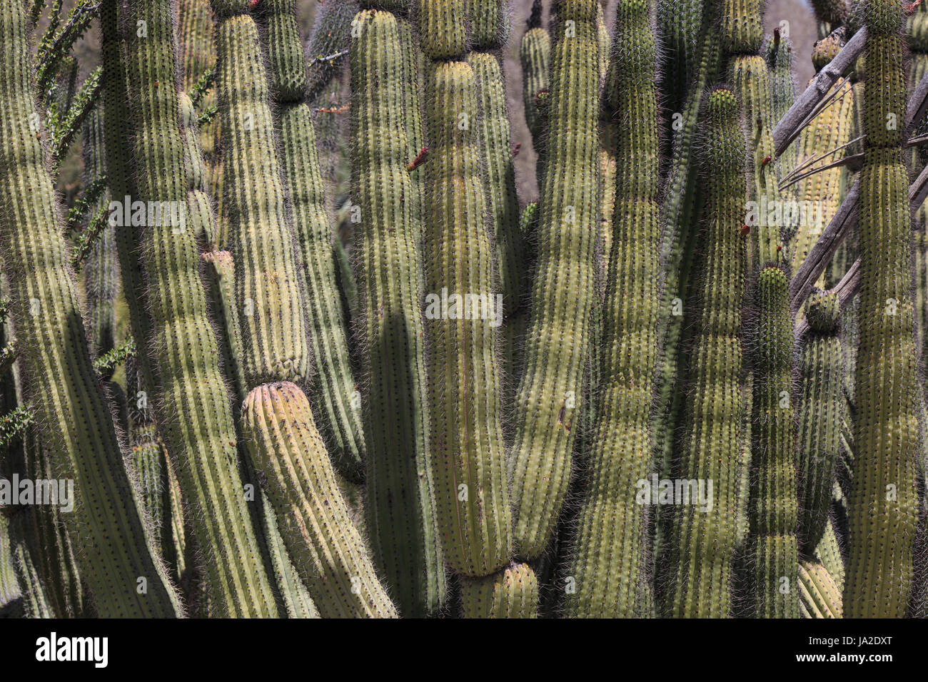 Tuyau d'orgue (cactus Stenocereus thurberi) Banque D'Images