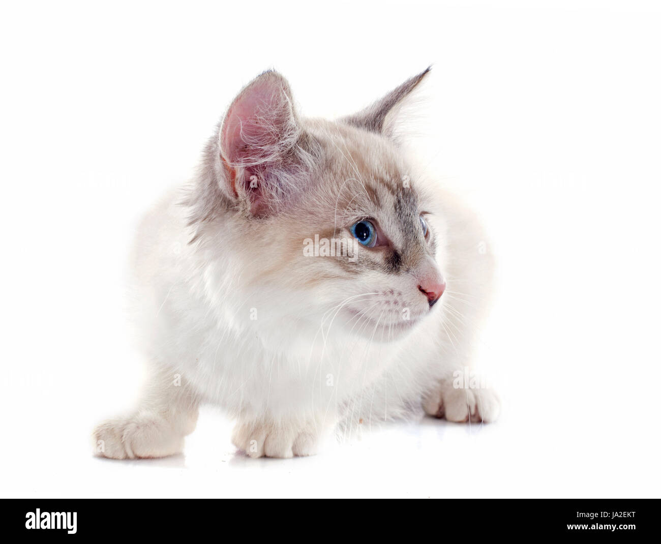 Bébé chat, chaton, chaton, chat, chat domestique, bleu, l'animal, l'animal, les yeux, studio, Banque D'Images