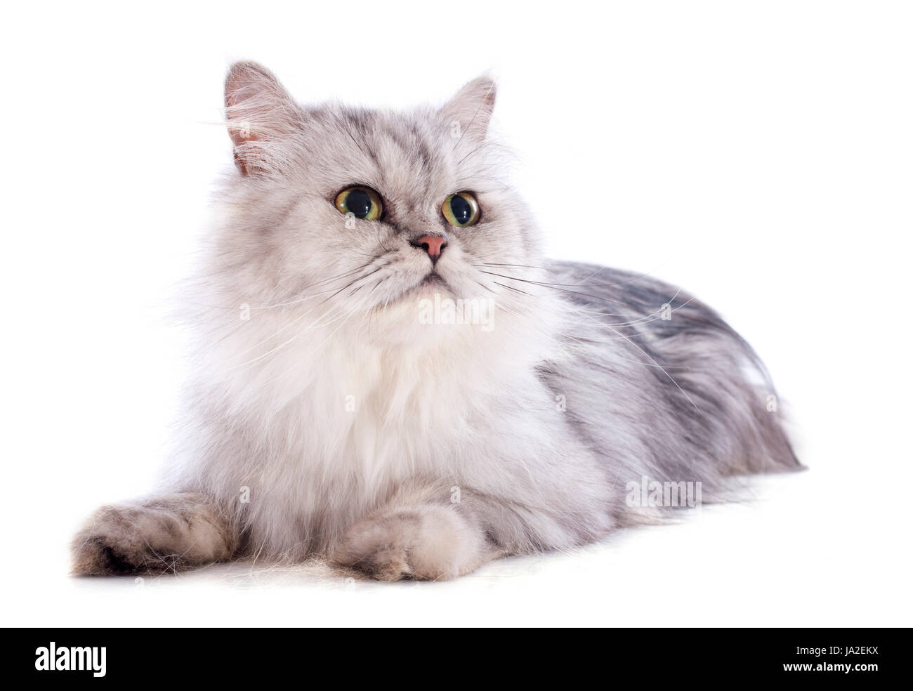 Animal, portrait, bébé chat, chaton, persan, pussycat, chat, chat domestique, de la tête, Banque D'Images