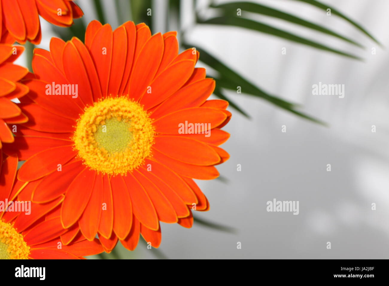 Orange, détail, fleur, plante, gerbera, pièce, section, segment, partie, salon, Banque D'Images