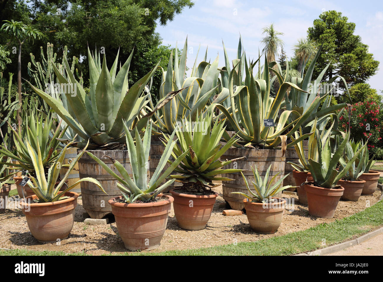 Cactus, le Mexique, l'usine, Thorn, à l'extérieur, de la nature, de l'agave,  en pot, jardin formel Photo Stock - Alamy