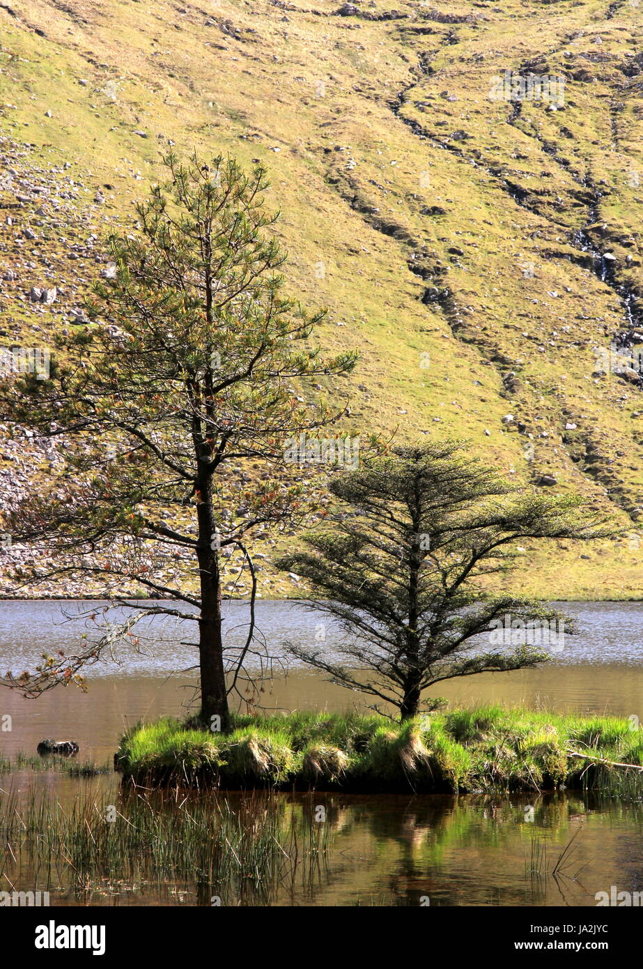 Deux arbres dans le lac, le parc forestier de glanteenassi / Irlande Banque D'Images