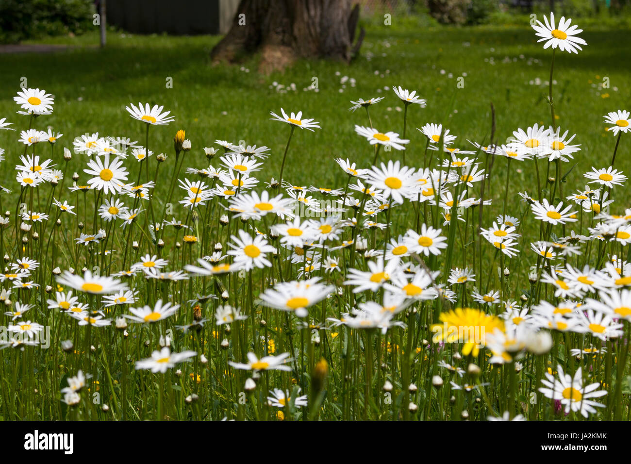 Ox-Eye Daisy, Oxeye Daisy, Magerwiesen-Margerite Wiesenmagerite Magerite, Leucanthemum vulgare (), Alpine. Banque D'Images