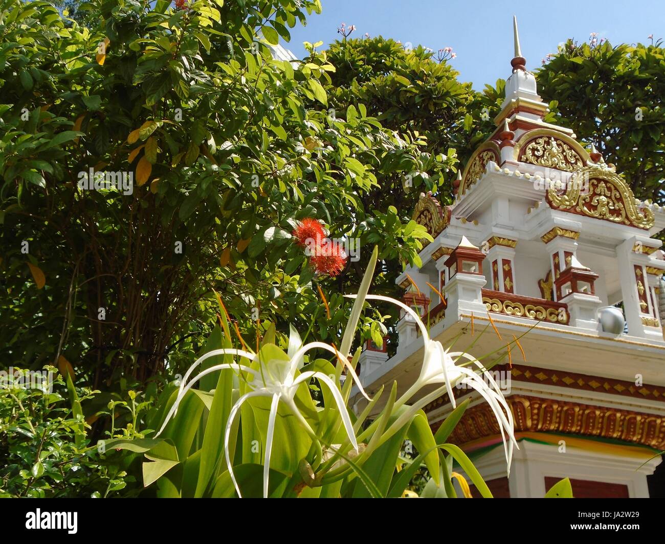 Journée ensoleillée tropicales d'arbres à fleurs de cour avant culte Bouddha Beach Road Pattaya Chonburi Thailande Banque D'Images