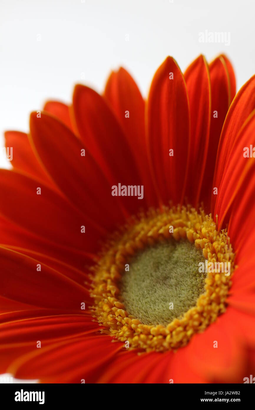 Orange, détail, fleur, plante, gerbera, pièce, section, segment, partie, salon, Banque D'Images