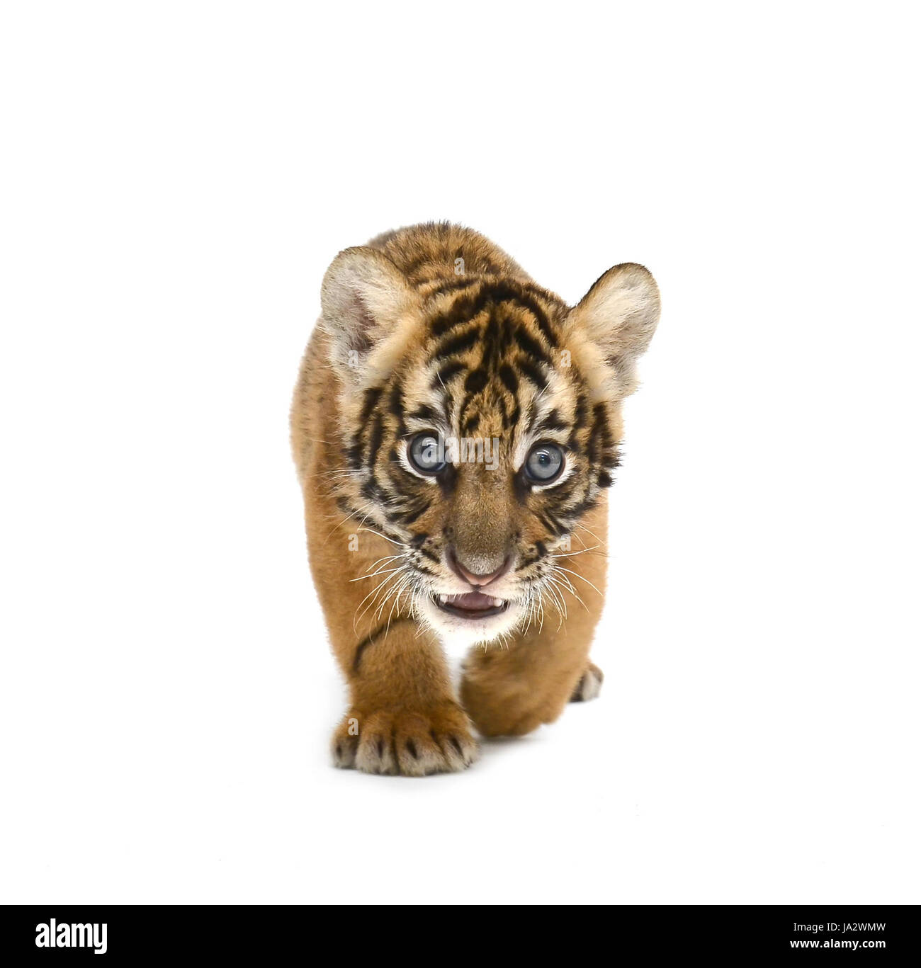 Bebe Tigre Du Bengale Isole Sur Fond Blanc Photo Stock Alamy
