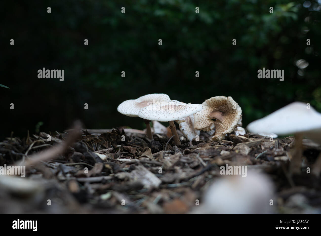 Un gros plan sur un champignon d'hivers matin australien Banque D'Images