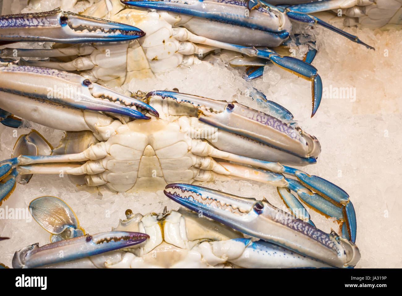 Bleu Vert crabes nageurs marché aux poissons de Sydney, Pyremont, Sydney, Nouvelle-Galles du Sud, Australie. Banque D'Images