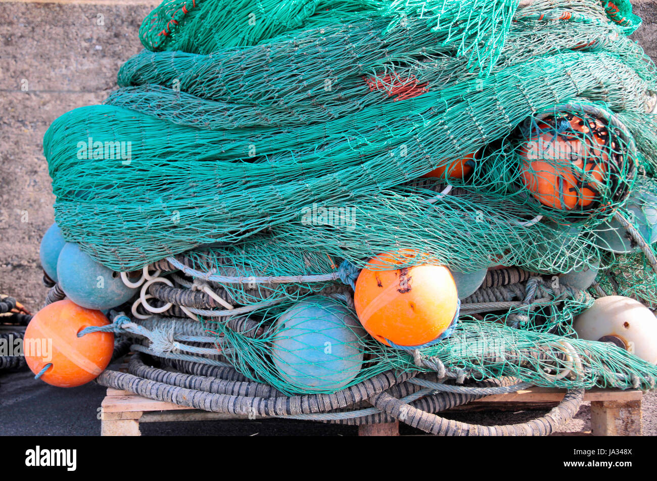 Colorés, maritime, coloré, magnifique, richement colorés, multiformes, poisson, Banque D'Images