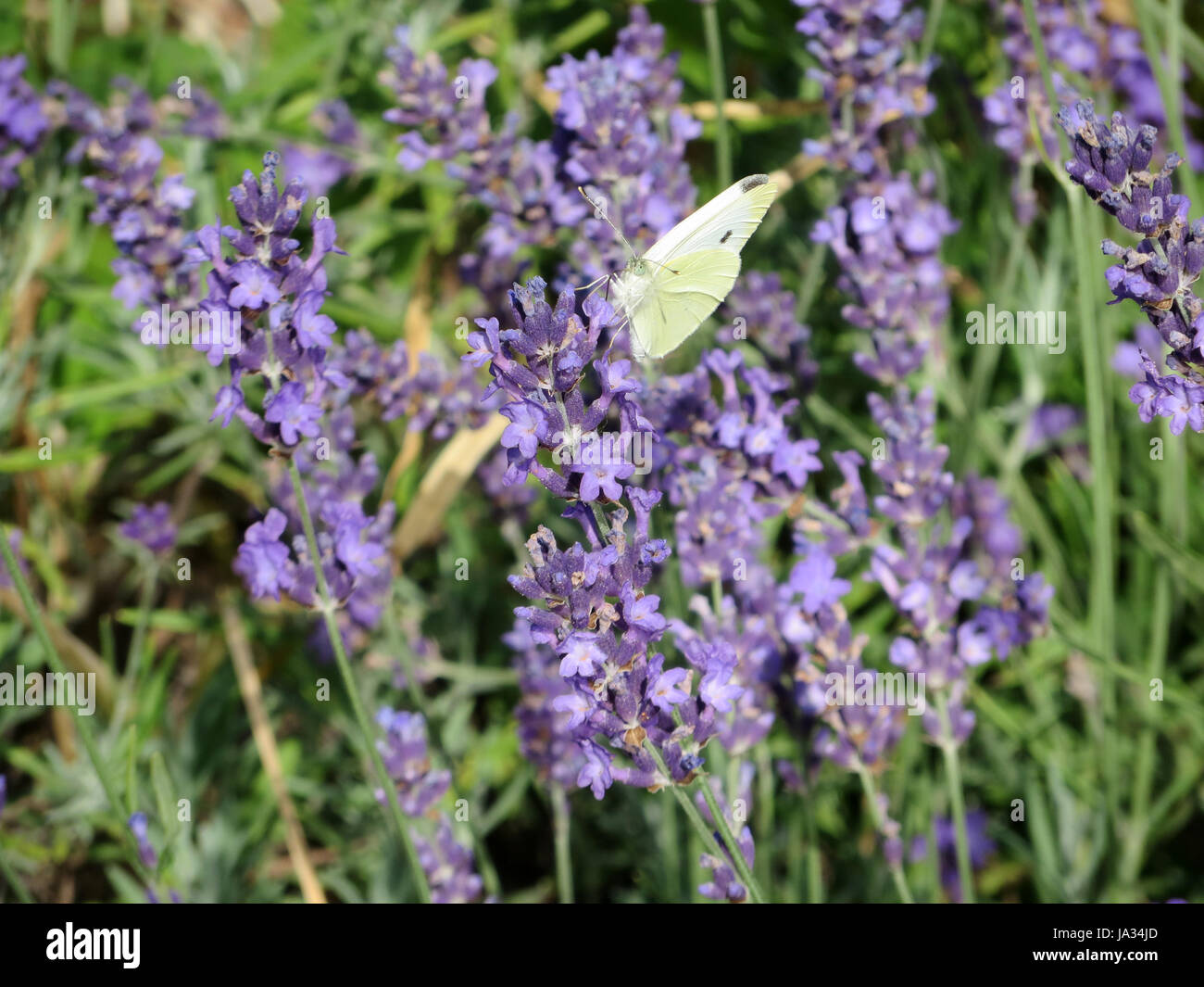 Insecte, plante, fleur, papillon, violet, papillon, lavande, jambes, bleu,  verre Photo Stock - Alamy