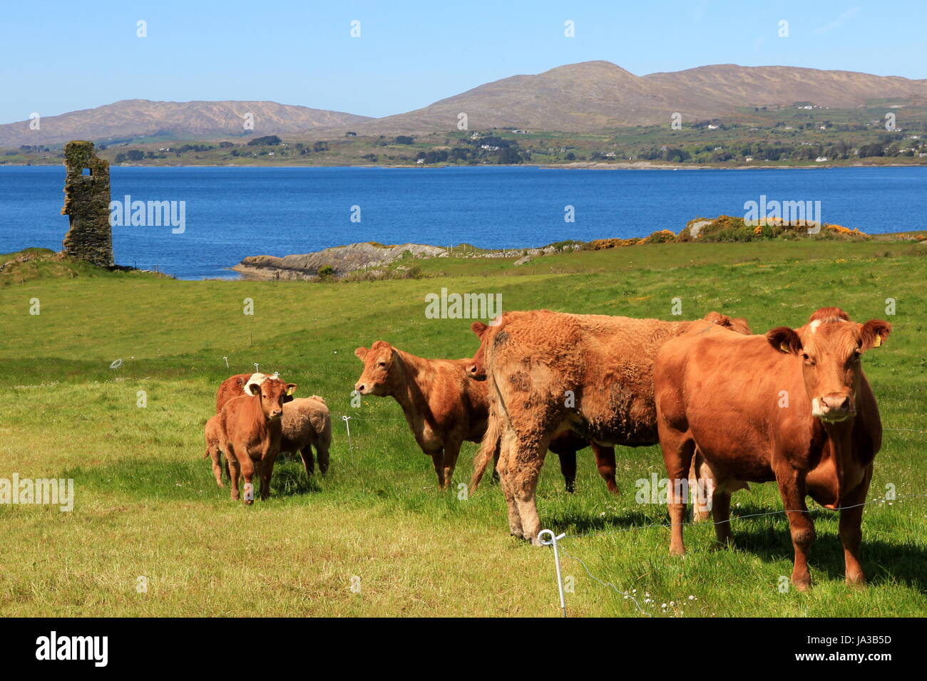 La ruine, la vache, l'Irlande, broutent, presqu'île, l'eau salée, la mer, l'océan, l'eau, des saules Banque D'Images