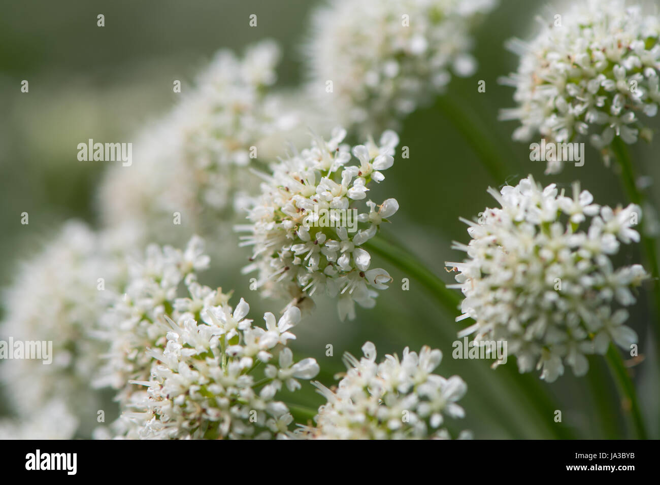 L'eau de la pruche filipendule vulgaire (Oenanthe crocata) inflorescence. Fleurs très toxiques dans umbela en usines de la famille des Apiaceae Banque D'Images