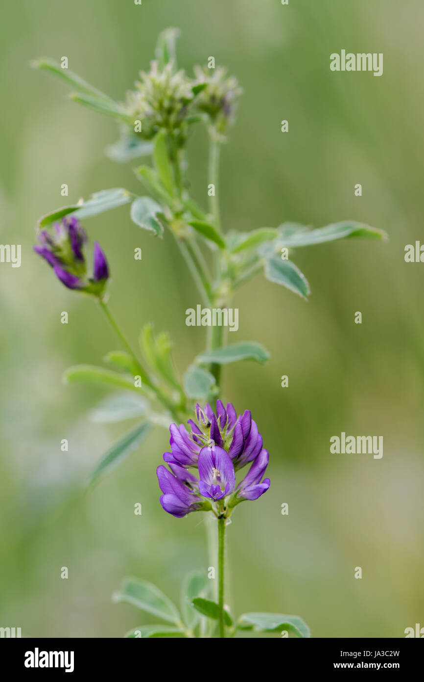 La Luzerne (Medicago sativa subsp. Sativa) en fleurs. Fleurs violettes en racème on plant cultivé comme la luzerne, poussent à l'état sauvage comme un moyen d'échapper au Royaume-Uni Banque D'Images