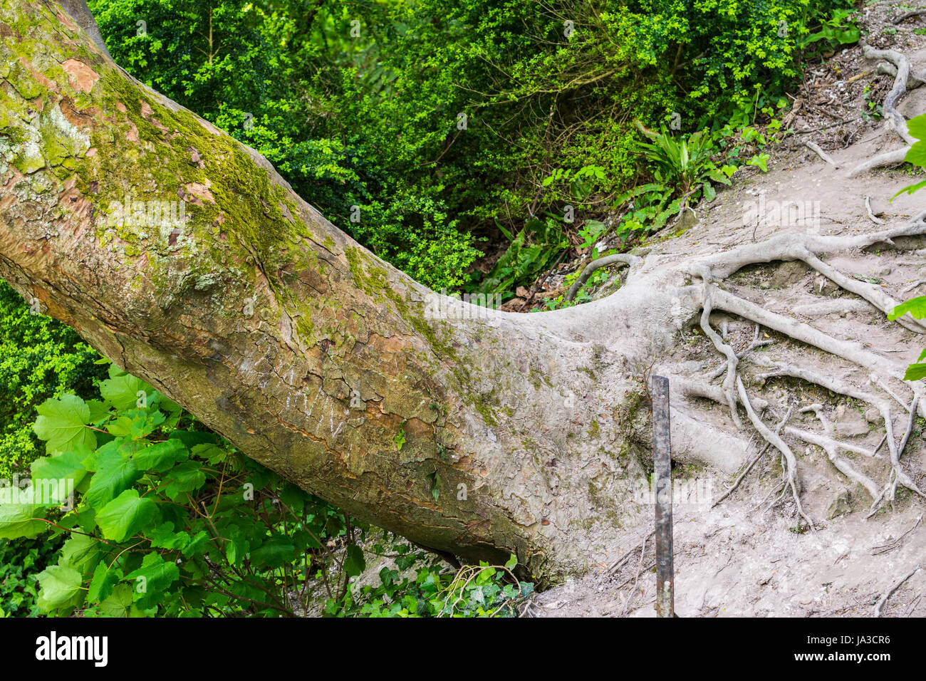 La plantation d'arbres sur le côté hors de la terre. Banque D'Images