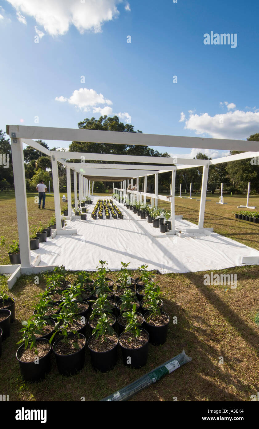 Central Florida Home serre Jardin biologique en cours de construction avec des poutres apparentes et de plantes alimentaires pour la santé et l'alimentation Banque D'Images
