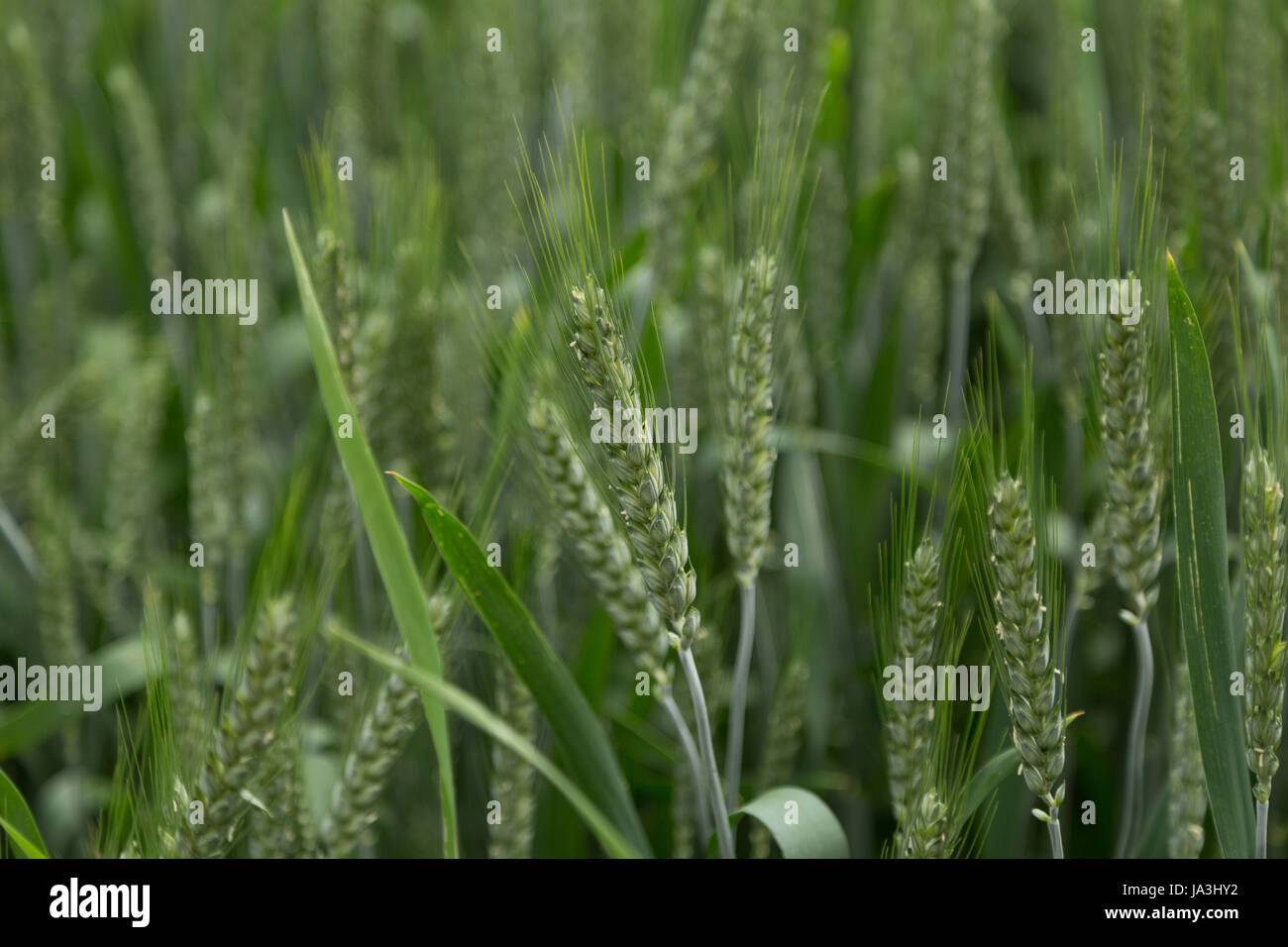 Une photographie d'un champ de céréales en Europe. Banque D'Images