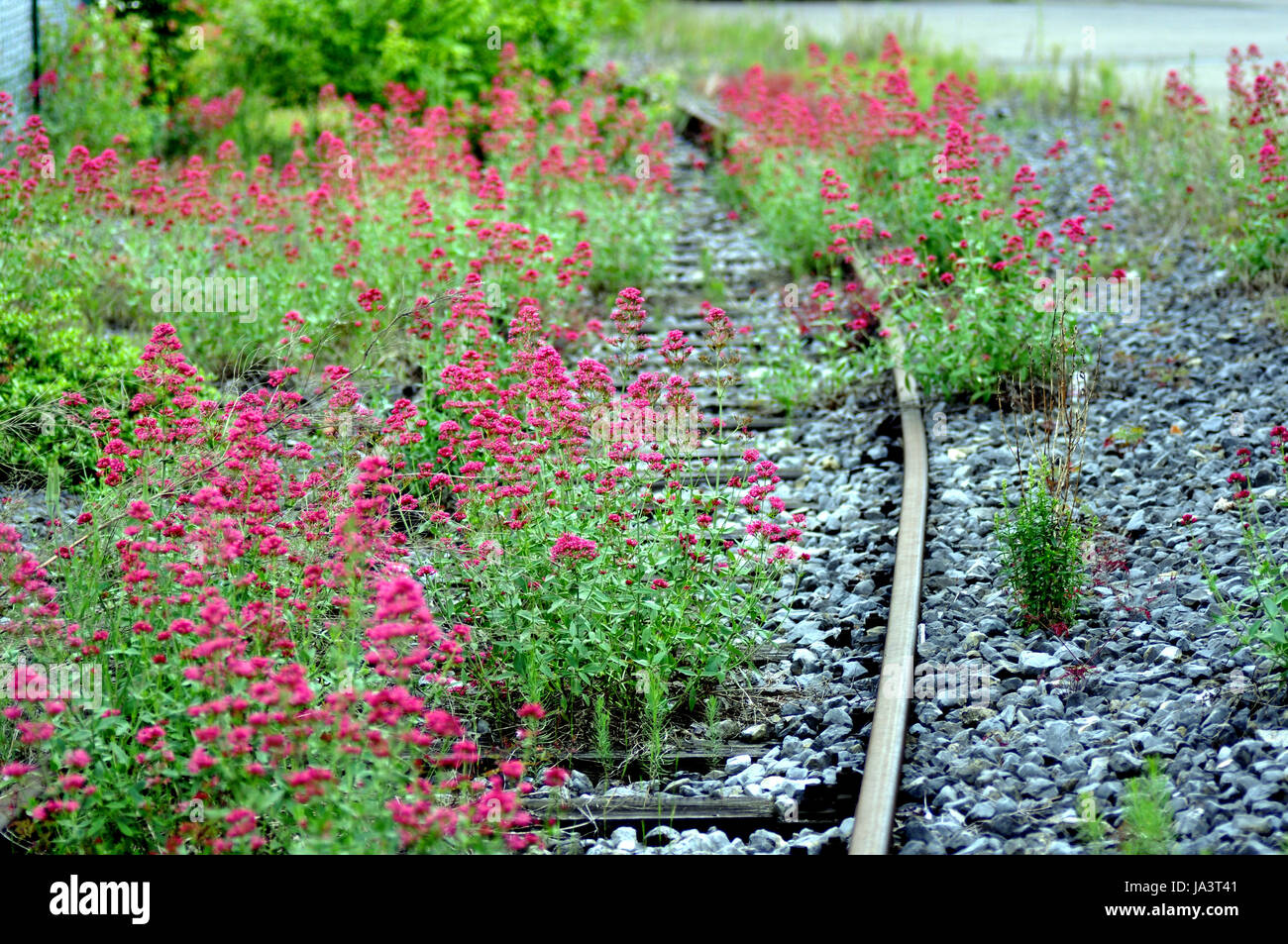 Fleur, fleurs, plantes, gravier, plantes, fleur, fleurs, fer à repasser, metal, désaffectées, Banque D'Images