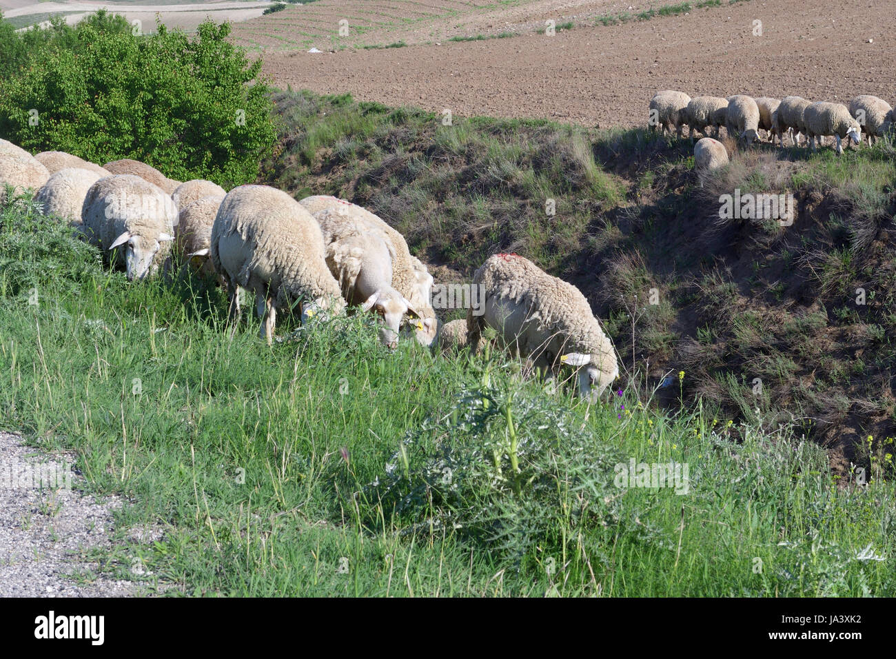 Des moutons paissant dans le champ ouvert Banque D'Images