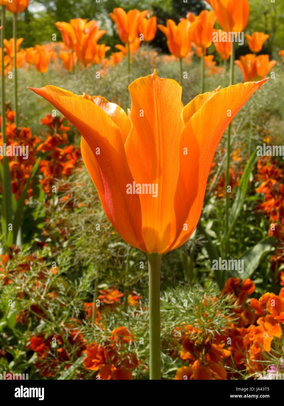 Tulipe orange Banque D'Images