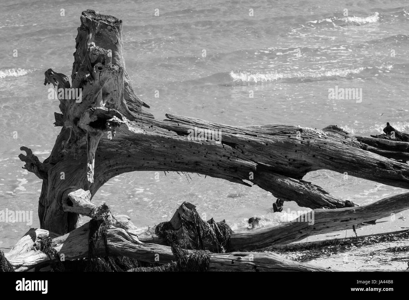 Morceau de bois mort sur la plage Banque D'Images