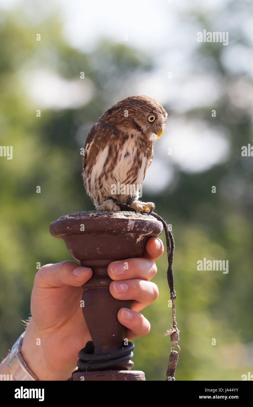 Portrait de l'Eurasian Pygmy Owl (Glaucidium passerinum) Banque D'Images