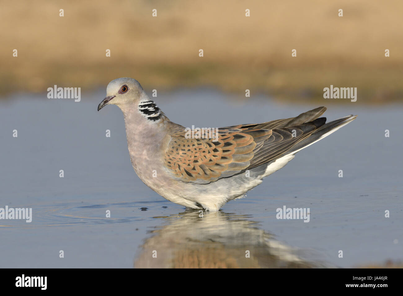 - Tourterelle Streptopelia turtur Banque D'Images