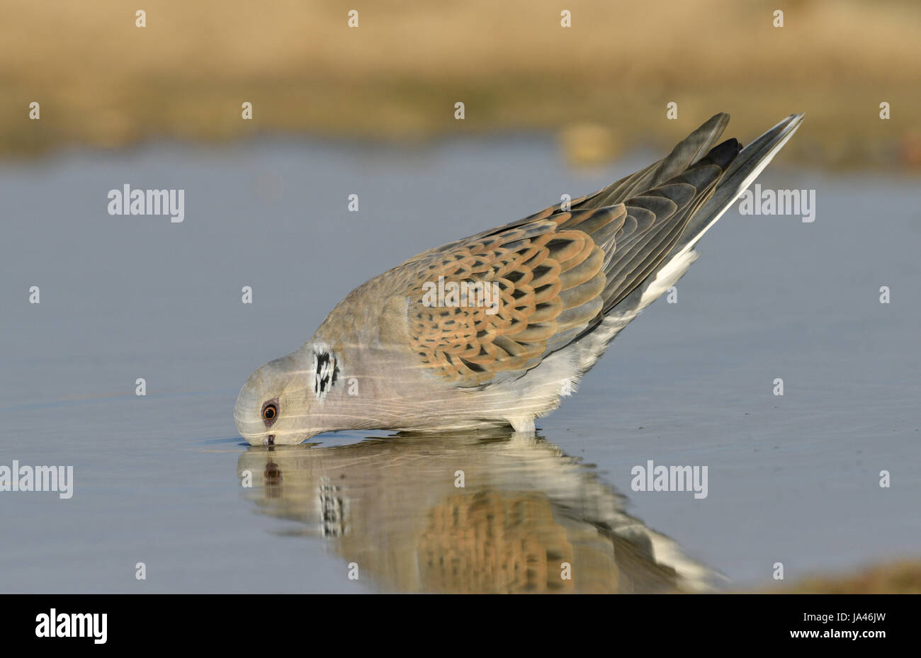 - Tourterelle Streptopelia turtur Banque D'Images