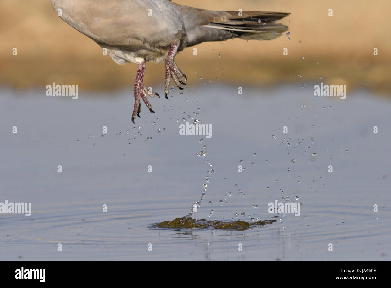 Streptopelia decaocto - Banque D'Images