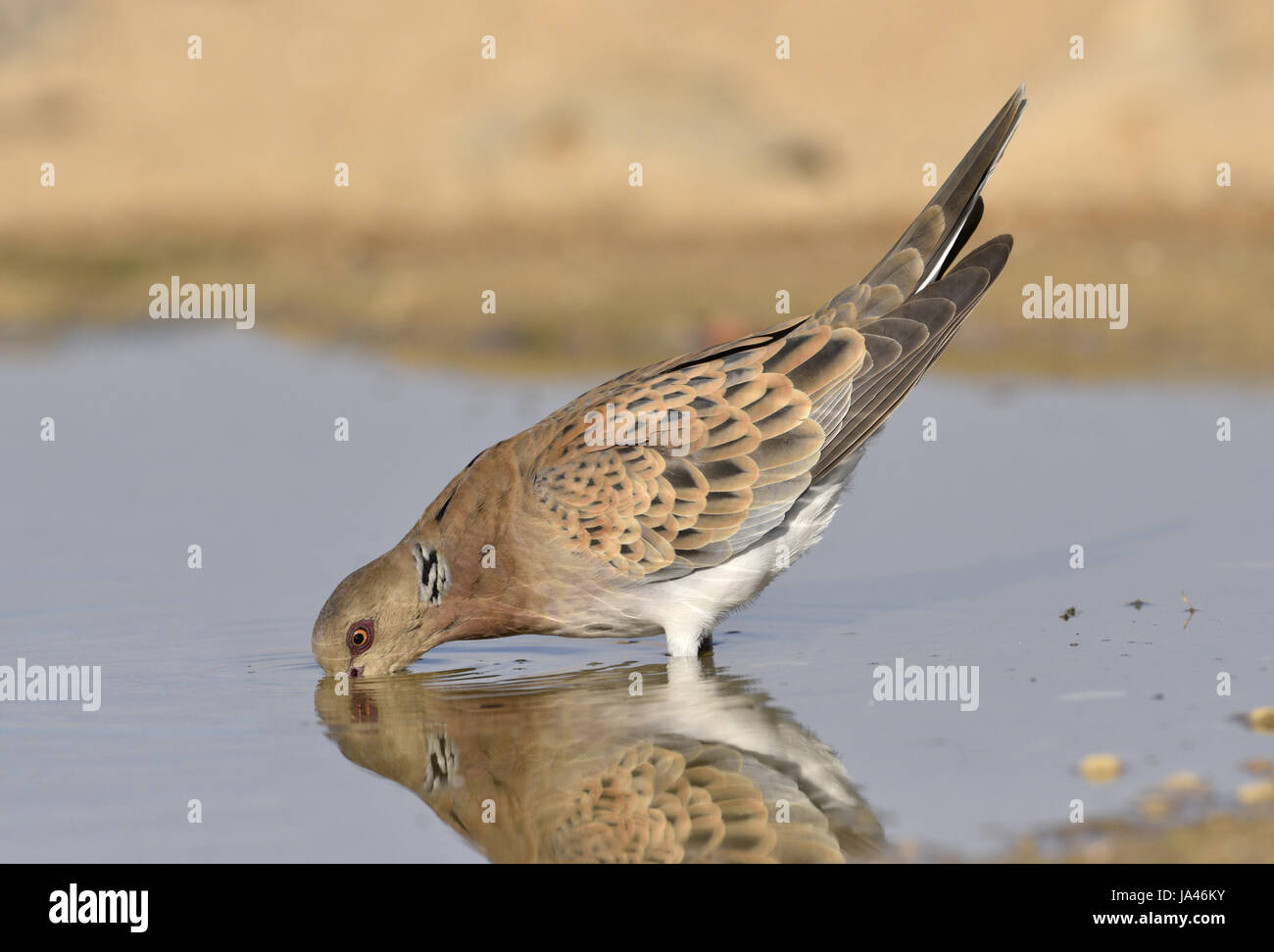 - Tourterelle Streptopelia turtur Banque D'Images