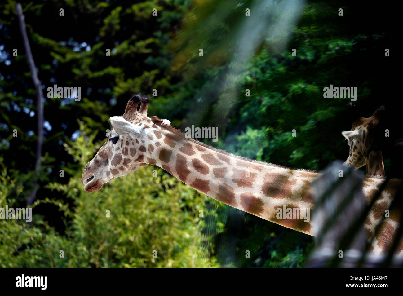 Zoo de la Flèche, France Photo Stock - Alamy