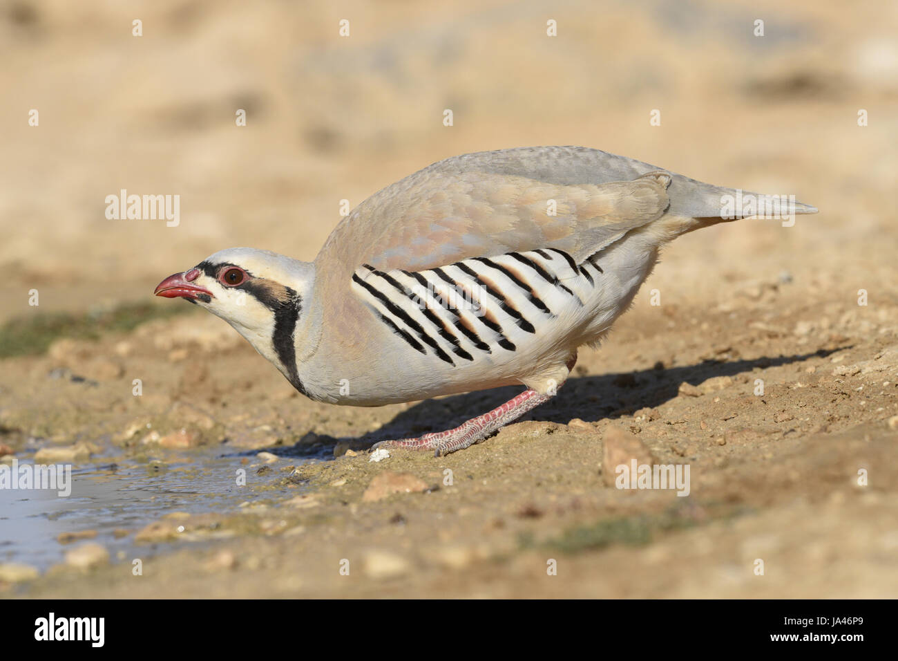 - Alectoris chukar Chukar Banque D'Images
