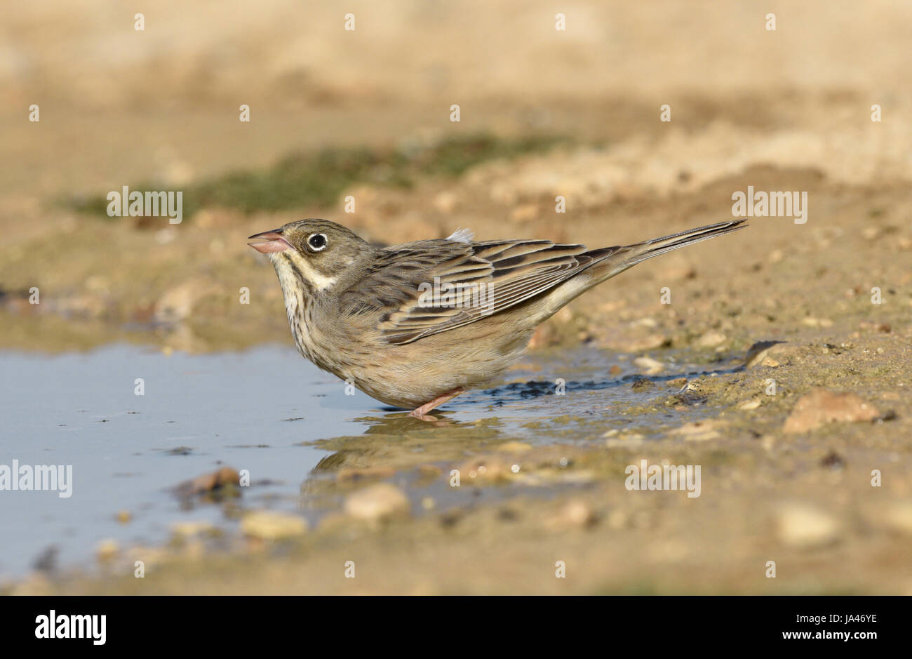 - Bruant ortolan Emberiza hortulana - femelle Banque D'Images