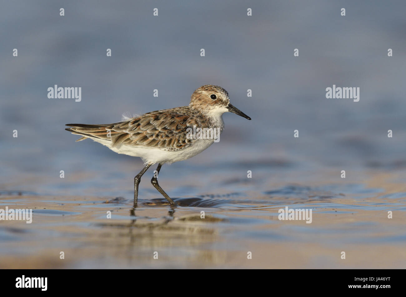 Peu de passage - Calidris minuta Banque D'Images