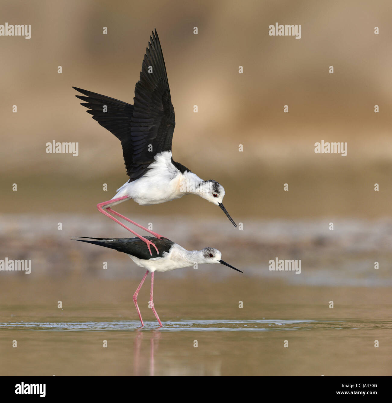 Black-winged Stilt - Himantopus himantopus Banque D'Images