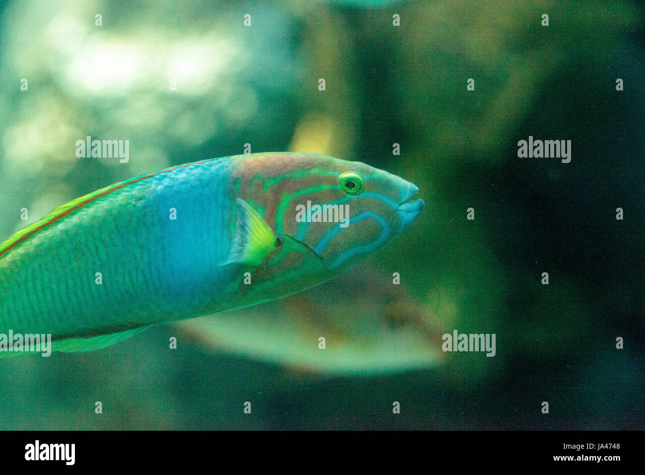 Lune wrasse Thalassoma lunare poisson nage le long d'une barrière de corail Banque D'Images